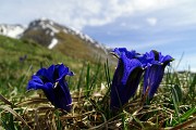 25 Genziana di Clusius [Gentiana clusii] con vista in Arera